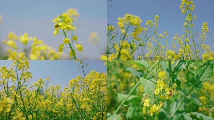 油菜花蜜蜂采蜜春天慢动作升格