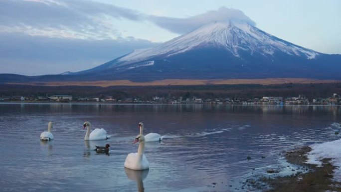 山中湖和富士山的天鹅