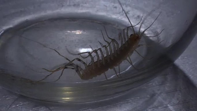 可怕的节肢动物昆虫试图爬出滑溜溜的玻璃罐，昆虫恐惧症