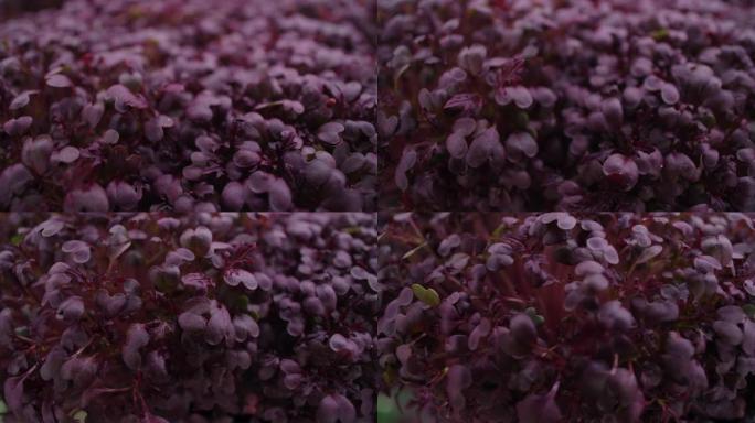 宏观视频: 生长的彩色萝卜微绿，垂直种植，4k