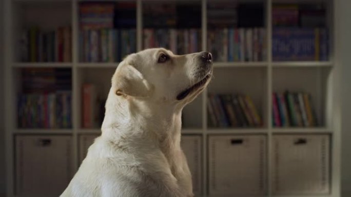 一只可爱的血统金毛猎犬狗的肖像用爱看着他的主人，专注，在阁楼客厅的家里玩得开心。快乐犬小狗-人类最好
