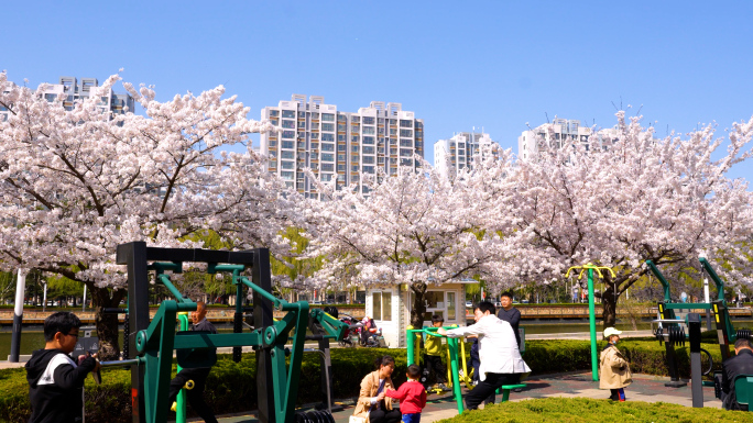 春暖花开，樱花，三里河公园