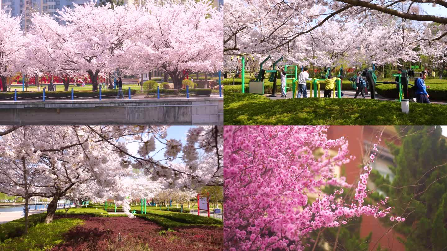 春暖花开，樱花，三里河公园