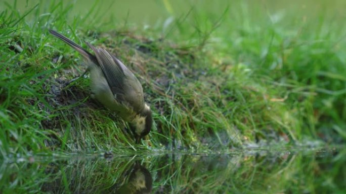 美丽的镜头，一只伟大的山雀鸟栖息在池塘岸边，并从中喝水