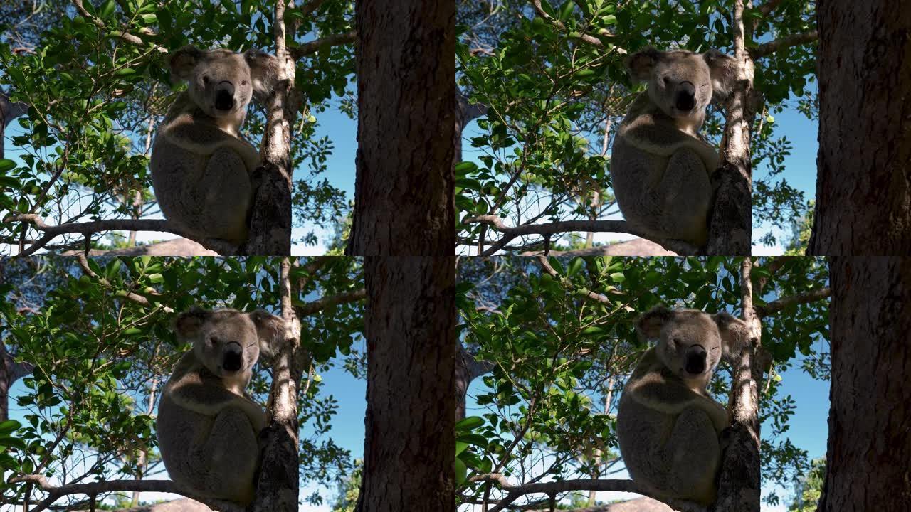 在昆士兰州磁岛国家公园以桉树树胶树叶为食的野生考拉熊，天空蔚蓝。罕见的有袋动物在毛茸茸的树上睡觉。澳