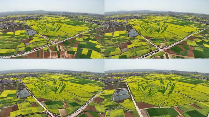 4k高清汉中洋县油菜花海