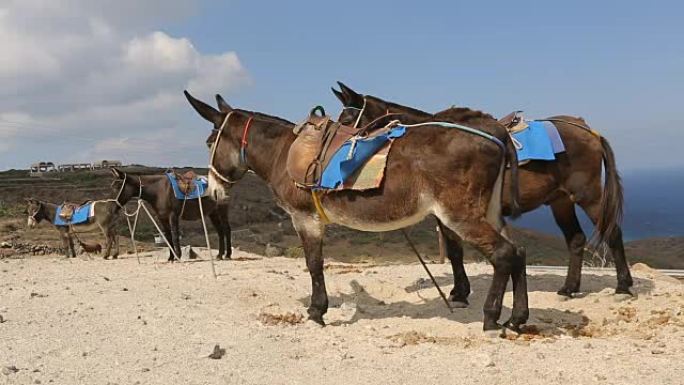 国内骑驴站在动物码头的电线杆上，运输