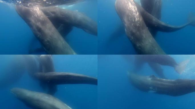 一群四只抹香鲸在透明的蓝色海洋表面附近的水下。