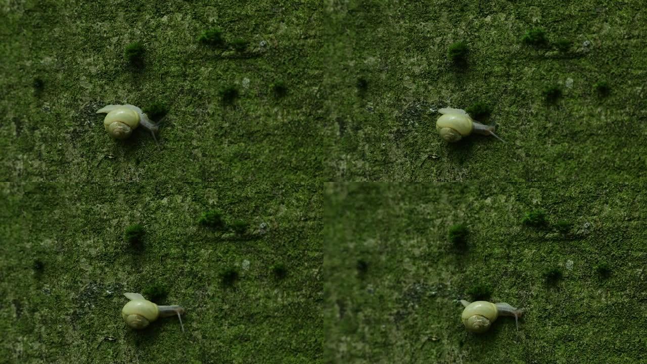蜗牛在苔藓上咀嚼