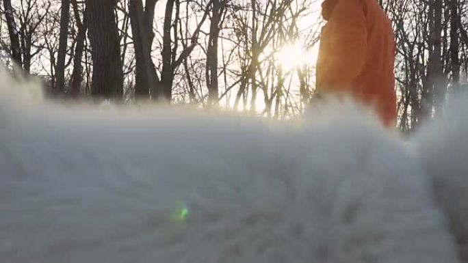 无法识别的女人在冬季公园与美丽的白色萨摩耶犬同行