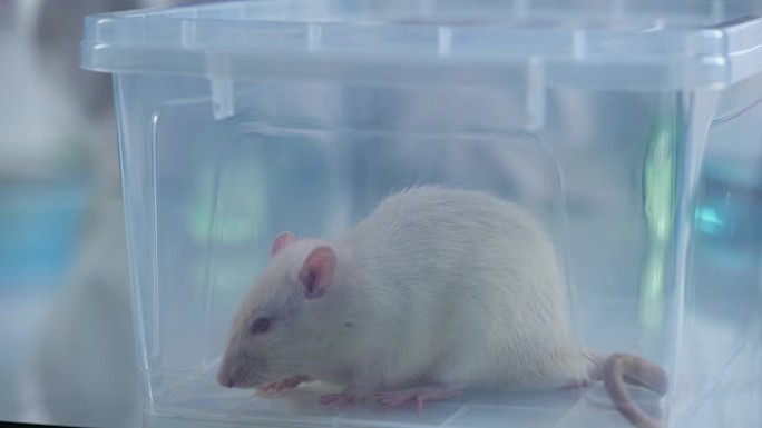可爱的白鼠塑料盒，兽医诊所服务，科学实验