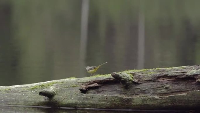 森林中的灰色wagtail (Motacilla cinerea)