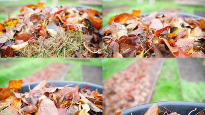 花园的床铺上覆盖着秋天的落叶。用树木干燥的叶子覆盖花园土壤
