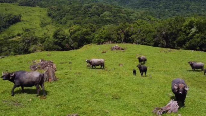 水牛在美丽的乡村中和平放牧