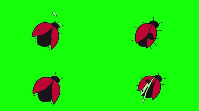 瓢虫图标循环动画视频透明背景与阿尔法通道。