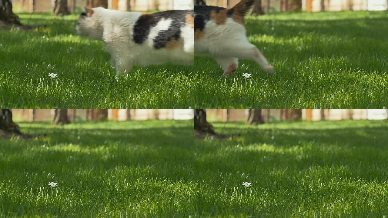 三色猫在草坪上移动