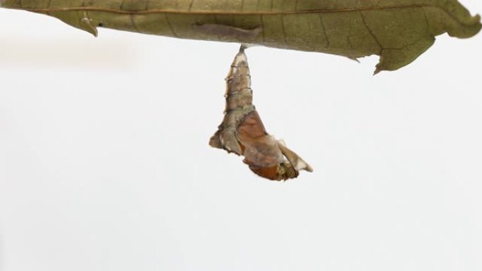 普通帕夏 (Herona maranthus) 蝴蝶是从蛹中出来的