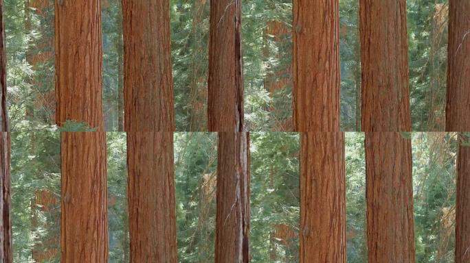 加州红杉国家公园