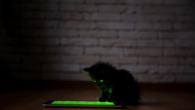 晚上一只黑色的小猫正在玩屏幕平板电脑。玩得开心，在屏幕上跳跃