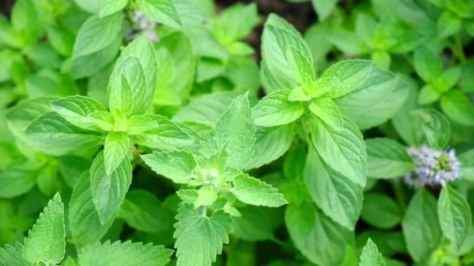 在花园花圃中生长着大量的柠檬香膏和薄荷。薄荷新鲜叶子背景特写俯视图。柠檬水，莫吉托的植物有机成分。用