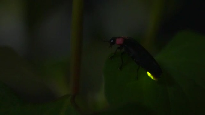 许多萤火虫疯狂跳舞的高灵敏度视频记录。