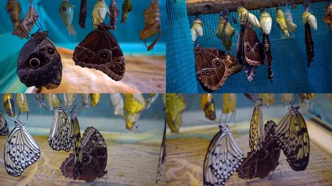 美丽的热带蝴蝶，大闪蝶，刚从蛹中孵化出来