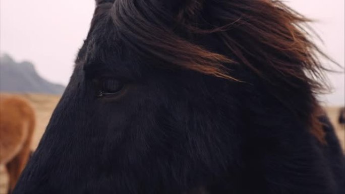 在多风的田野上对一匹冰岛黑马的头部射击