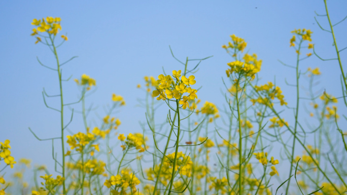 郊外乡下的油菜花4K素材