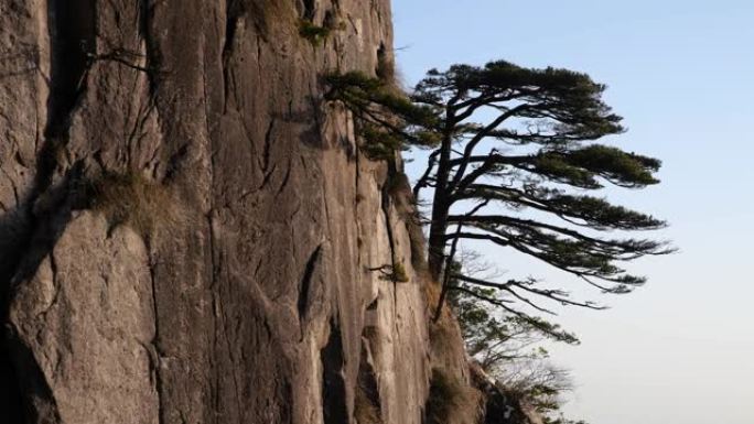 冬季黄山松树意境黄山松树