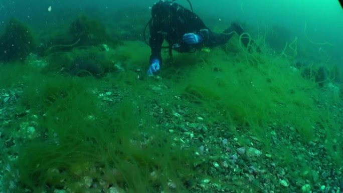 潜水员和螃蟹藏在巴伦支海的沙质海底的藻类中。
