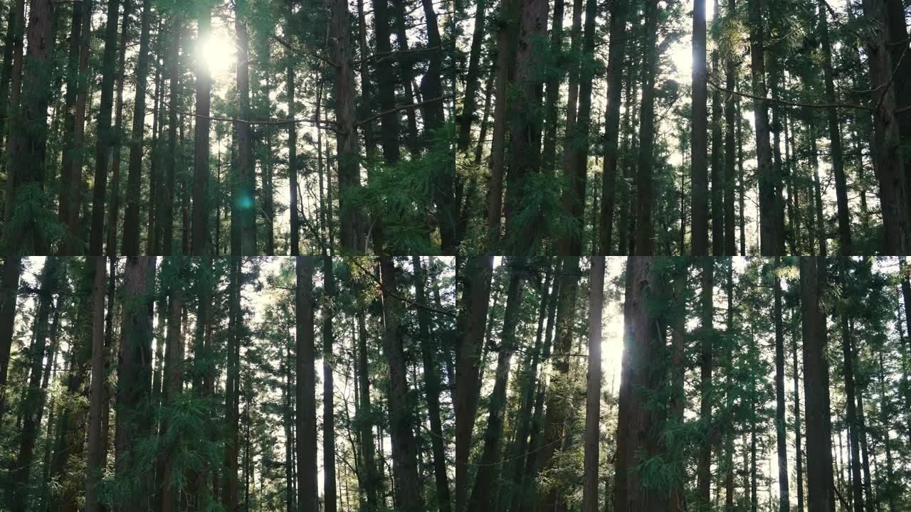 阳光落在松树林中光影夏日静谧
