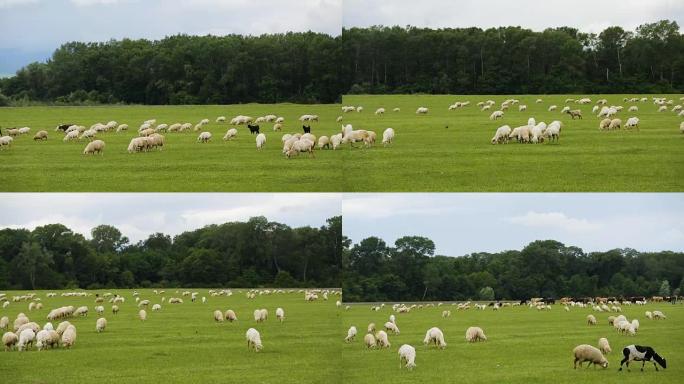 大片农田全景，在绿色草甸放牧的牛，耕种