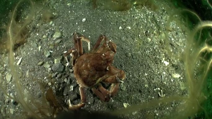 巴伦支海沙底的螃蟹。