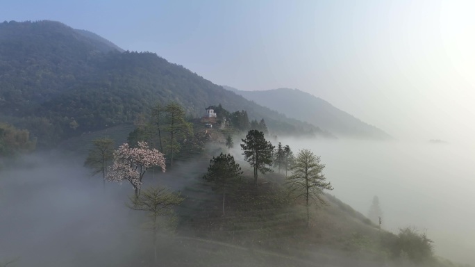 杭州大径山茶园晨雾仙境航拍混剪