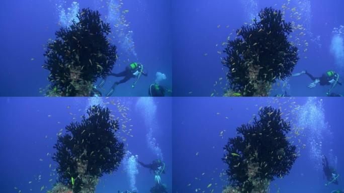 浅滩小鱼在马尔代夫潜水员面前的珊瑚附近水下游泳