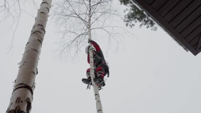 树外科医生在冬天移走一棵树。