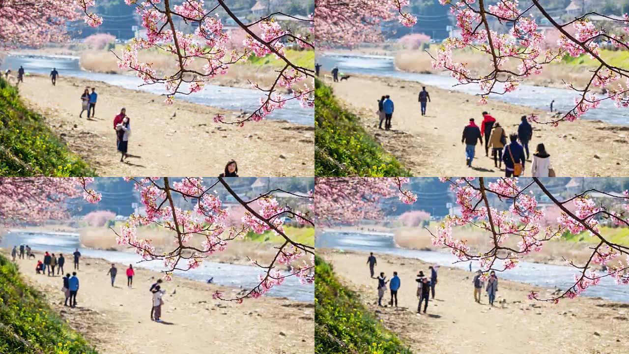 时间流逝: 人们在日本河津河欣赏樱花