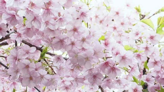 盛开的樱花在微风中摇摆。日本春天的一幕。卡瓦祖-扎库拉·兰纳·卡里尔的折痕。平移。