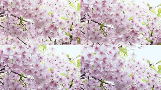 盛开的樱花在微风中摇摆。日本春天的一幕。卡瓦祖-扎库拉·兰纳·卡里尔的折痕。平移。