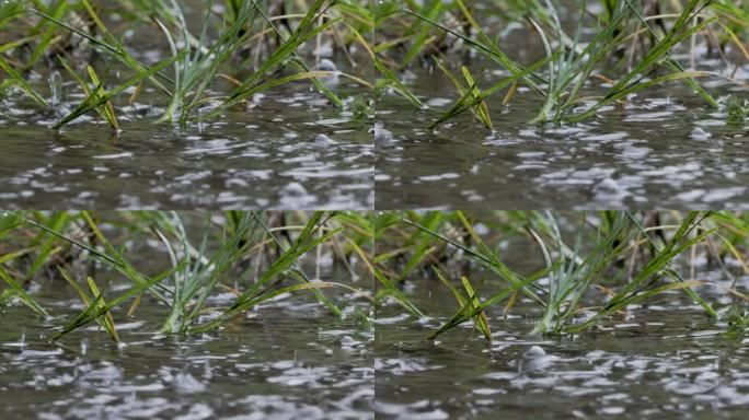 落在草地上的雨水飞溅不会完全吸收并形成水坑