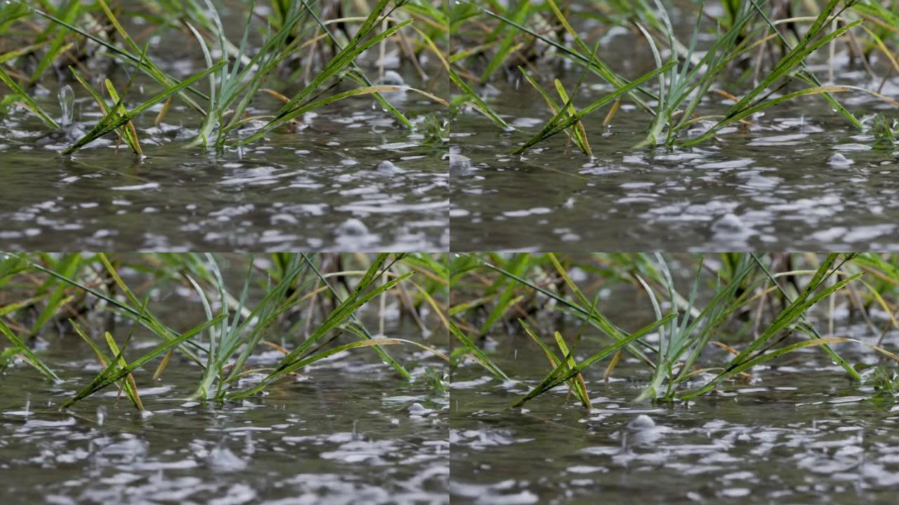 落在草地上的雨水飞溅不会完全吸收并形成水坑