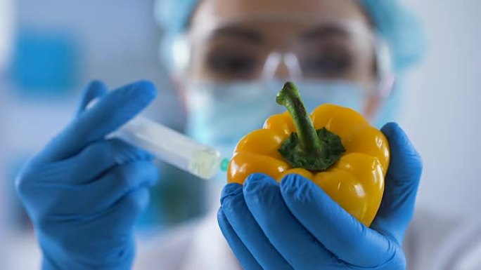 实验室工作人员在辣椒中注射农药液，分析转基因食品，实验