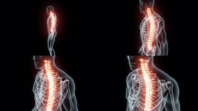 脊柱的3D医学动画渲染。脊柱的x光。
