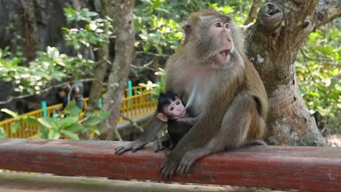 马来西亚国家公园的可爱绿猴喂养婴儿