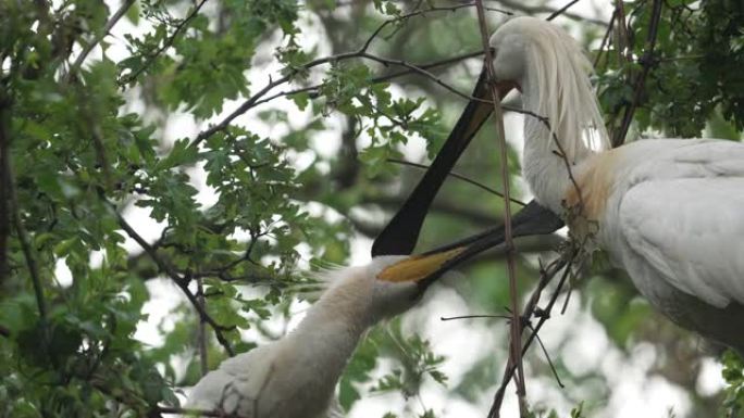 树上的两只欧亚琵鹭 (Platalea leumorodia)