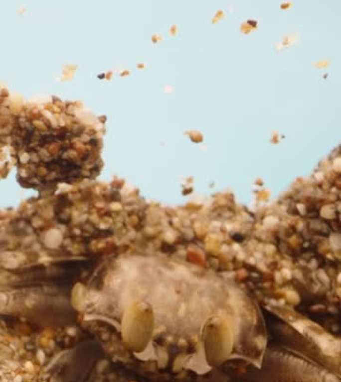 一只小螃蟹钻入湿沙中，宏观射击。垂直视频社交媒体