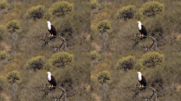 南非Kgalagadi Transfrontier公园的非洲鱼鹰或非洲海鹰或Haliaeetus v