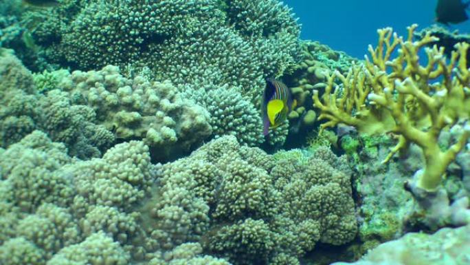 珊瑚礁背景下的富豪神仙鱼。