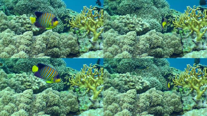 珊瑚礁背景下的富豪神仙鱼。