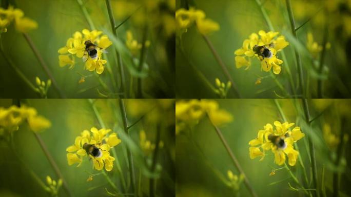 蜜蜂从芥菜菜子花慢动作中收集花蜜。